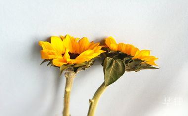 公司卖资产停牌算利好还是利空